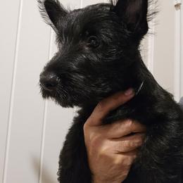 Female2 (LBIIIW) - Black female Scottish Terrier puppy in Conroe, Texas from Scotch McLaren Terriers