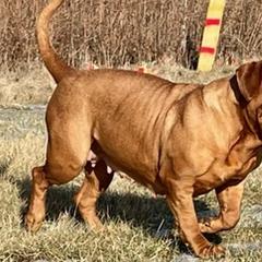 Dogues de Bordeaux from Motor City Mastiffs