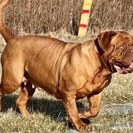 Dogues de Bordeaux from Motor City Mastiffs
