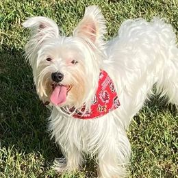 Toby - Yorkshire Terrier