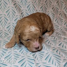Asher - Buff male Cockapoo puppy in Sunset, Louisiana from Cano Cockapoos