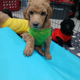 Purple - Apricot female Poodle puppy in Big Rapids, Michigan from Meeker's Ridge Standard Poodles