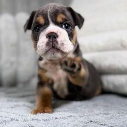 Carissima - Blue tri-color female Bulldog puppy in Cheshire, Connecticut from Absolut Bulldogs