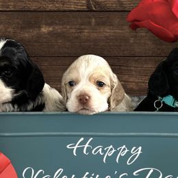 Cocker Spaniels from BRX Country Cockers LLC