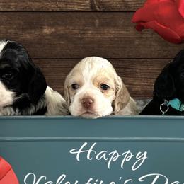Cocker Spaniels from BRX Country Cockers LLC