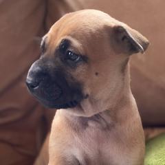 Vietnamese Phu Quoc Ridgeback puppies from TSUNAMI  PHU QUOC VIETNAMESE RIDGEBACK