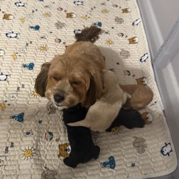 Goldendoodle puppies from Hall Family Doodle Ranch