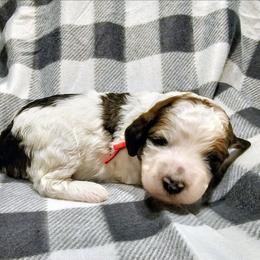 Juneau - Brown and white female Bernedoodle puppy in Forest, Ohio from Mini Doodle Buddies