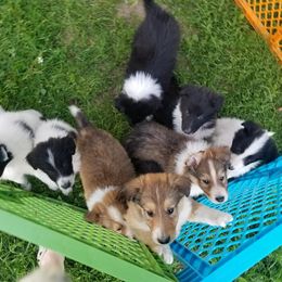 Collie Puppies from Lanz Hollow Farm