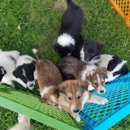 Collie Puppies from Lanz Hollow Farm