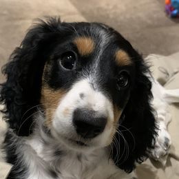 Dachshund Puppies from Long Little Dog Ranch
