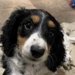 Dachshund Puppies from Long Little Dog Ranch