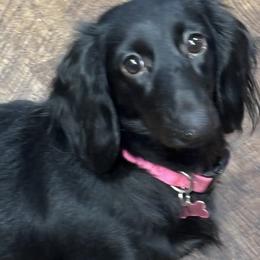 Cheesh-na - Dachshund