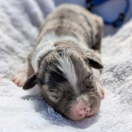 Blue collar - Blue merle male Aussiedoodle puppy in Coulee City, Washington from Mr and Mrs Doodle Farm