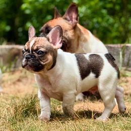 Three Spot - Fawn and white male French Bulldog puppy in Hollis, New Hampshire from Big Sky Frenchies