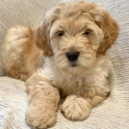 Orange - Apricot female Goldendoodle puppy in Newnan, Georgia from Old Line Doodles