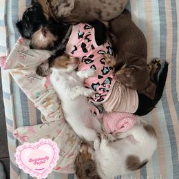 Dachshund Puppies from Dachshundly Perfect