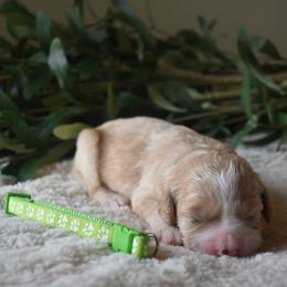 Aussiedoodle and Goldendoodle Puppies from Classic City Doodles
