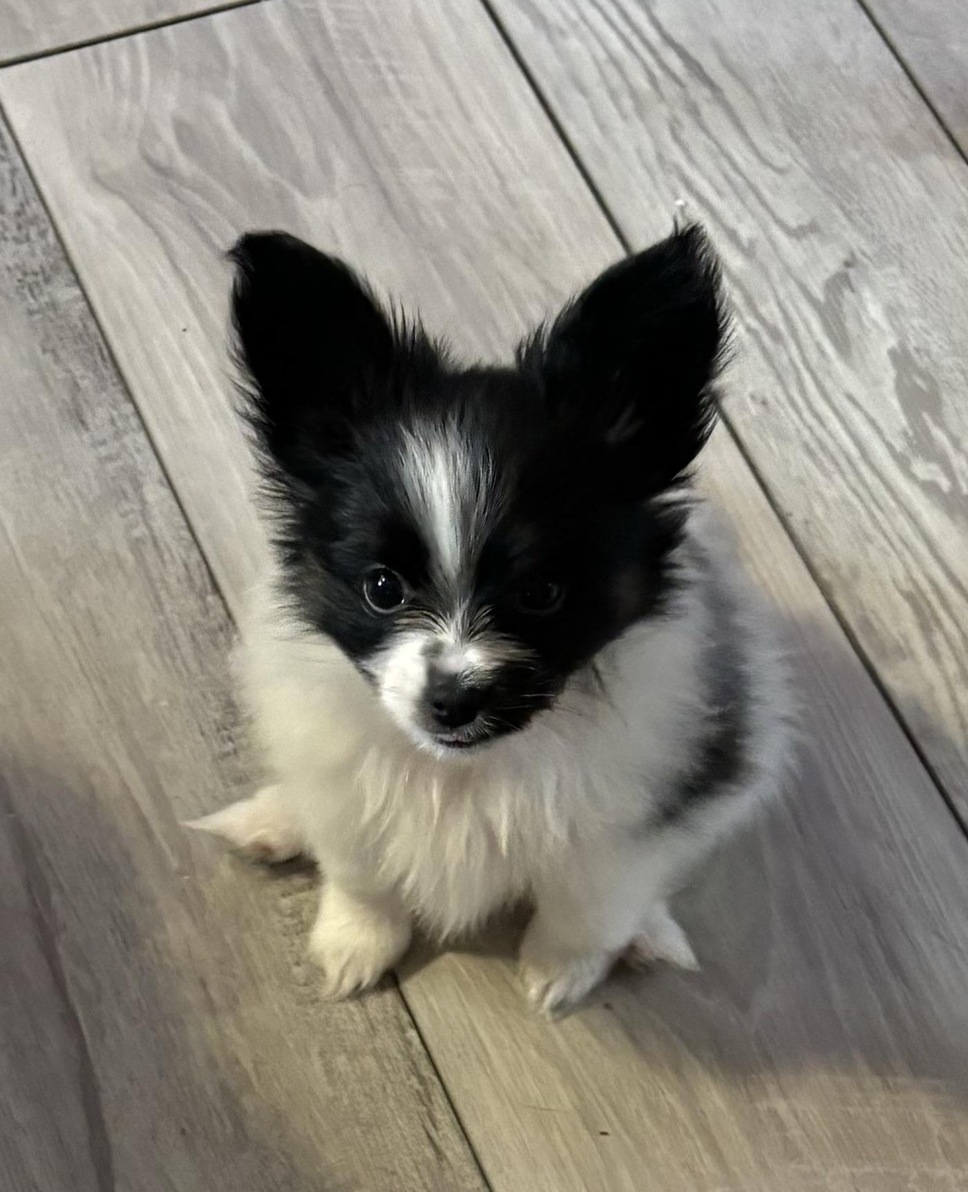 Heavenly-papillons in Minnesota | Papillon puppies | Good Dog
