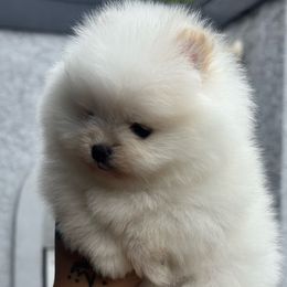 Buttercup - Cream parti Pomeranian puppy in Santa Ana, California from Uniquepombabies