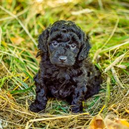 Poodle Puppies from Northwest pets Poodles