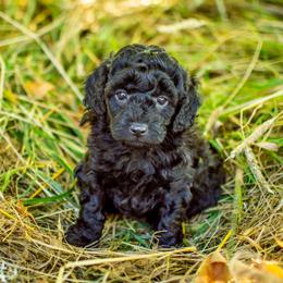 Poodle Puppies from Northwest pets Poodles