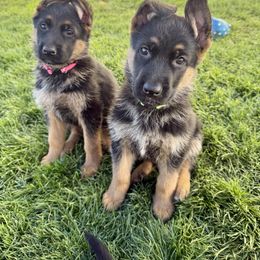 German Shepherd Puppies from Sand Hill Shepherds & Setters