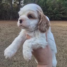 Gabby - Red and white female Cocker Spaniel puppy in Florence, South Carolina from Reddick's American Cocker Spaniels