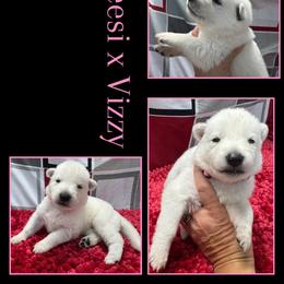 STRAWBERRY GIRL - White female German Shepherd puppy in Apache Junction, Arizona from CS Vista Farms