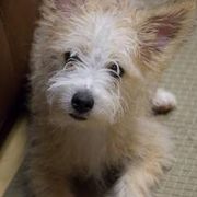 Miniature American Shepherds from Kaprikorn