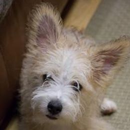 Miniature American Shepherds from Kaprikorn