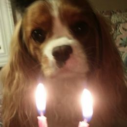 Cavalier King Charles Spaniels from Medlin Hills Cavaliers