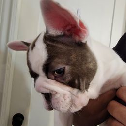 Huck - French Bulldog