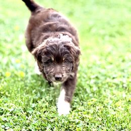 Aussiedoodle Puppies from A Dose Of Doodle