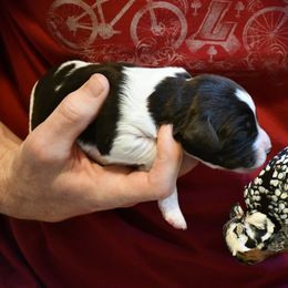 Drentsche Patrijshond and Spinone Italiano Puppies from Two Gun Kennels