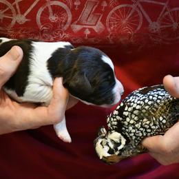 Drentsche Patrijshond and Spinone Italiano Puppies from Two Gun Kennels