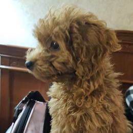 Maltipoo Puppies from Ollie-Pop Paws Breeding