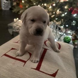 Boy 3- White English Lab - Yellow male Labrador Retriever puppy in Isanti, Minnesota from Four Corners Family Labs