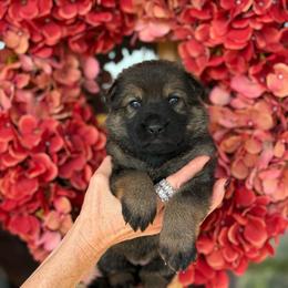 Orange Collar Female - Sable female German Shepherd puppy in Louisville, Kentucky from Barrage K9