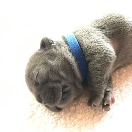 French Bulldog Puppies from Crooked C Ranch