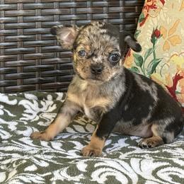 Honeydew - Merle female Chihuahua puppy in Beckemeyer, Illinois from Guardian’s of the Chihuahuas