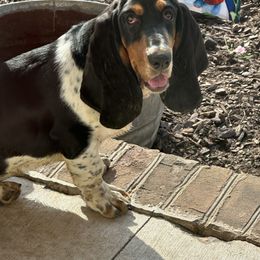 Jolene - Basset Hound