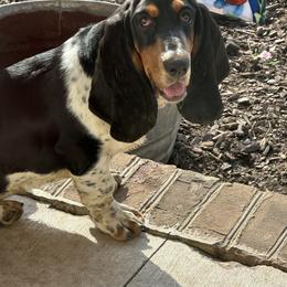 Jolene - Basset Hound