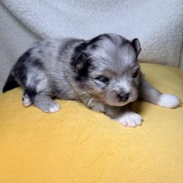Bunny - Blue merle female Pomeranian puppy in Clarksville, Tennessee from Bee Mine Maltipoos and Pomeranians