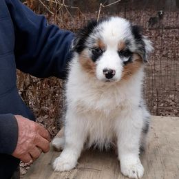 Australian Shepherd Puppies from Cavalier Australian Shepherds