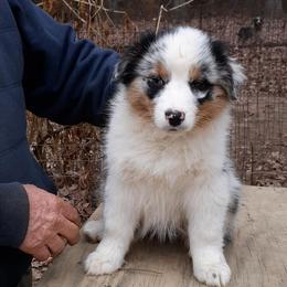 Australian Shepherd Puppies from Cavalier Australian Shepherds