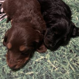Dachshund Puppies from Crystals Little Doxies