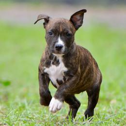 The Happy Soul - Brown brindle female American Staffordshire Terrier puppy in St. Augustine, Florida from LBK & Ancient City