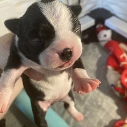 Girl 3 - Boston Terrier puppy in Newport, Oregon from Blue Coast Bulldogs