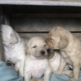 Poodle Puppies from Star Valley Standards